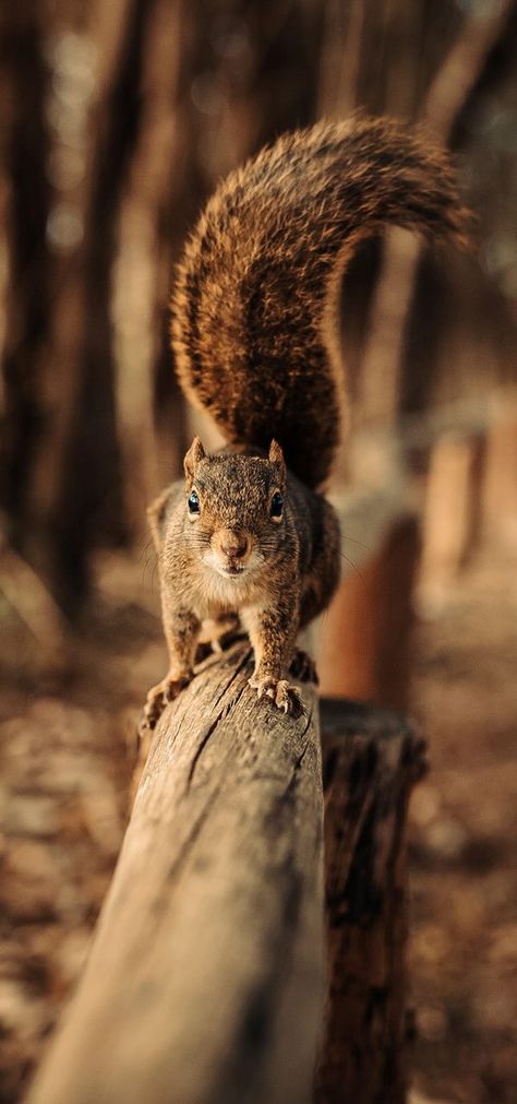 A cute squirrel on the move. Squirrel Pictures, Wild Animal Wallpaper, A Squirrel, Cute Squirrel, Woodland Creatures, Animal Wallpaper, Sweet Animals, Animal Planet, Animal Photo