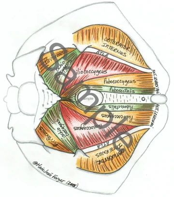 Total Pelvic Health Pelvic Diaphragm, Physiotherapy Student, Pelvic Floor Physical Therapy, Pelvic Health, Medicine Notes, Prenatal Massage, Basic Anatomy And Physiology, Muscle Anatomy, Pelvic Floor Muscles