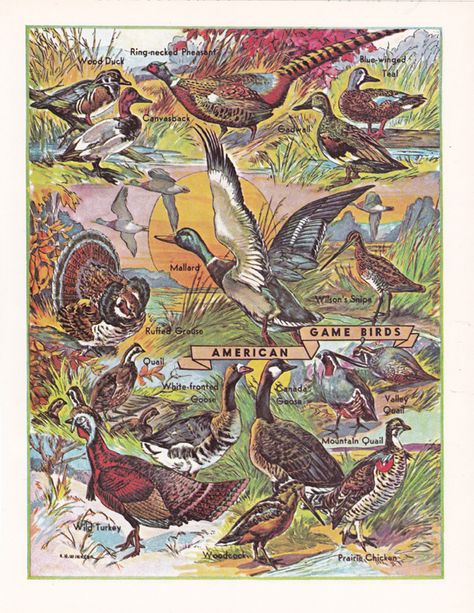 Birds Printable, Gamebirds, Birds Illustration, American Games, Vintage Printable, Game Birds, Images Vintage, Scientific Illustration, Digital Collage Sheets