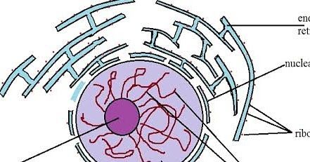 Nucleus is the largest organelle in eukaryotic cells. It is surrounded by two membranes. Each one is a phospholipid bilayer containing many different types of proteins. The inner nuclear membrane defines the nucleus itself. In many cells the outer nuclear membrane is continuous with the rough ER and therefore the space between the inner and outer nuclear membrane is continuous with the lumen of the rough ER.  The 2 nuclear membranes appear to fuse at the nuclear pores. These ring like pores are Phospholipid Bilayer, Nuclear Membrane, Eukaryotic Cell, Cell Division, The Space, Different Types, Ring