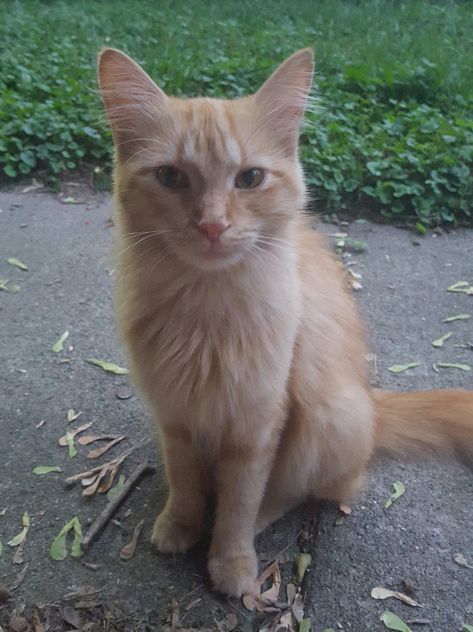 Neighbors moved and left her behind pregnant to fend for herself. I kept her and gave her the life she deserves instead. Say hi to Pumpkin. Blonde Cat, Lots Of Cats, Orange Cat, Silly Cats, Beautiful Cats, Cuteness Overload, Say Hi, Kittens Cutest, Cat Art