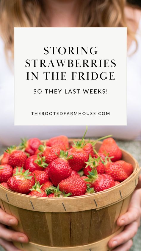 How to store strawberries in Mason Jars in the fridge so they last weeks! Storing Strawberries, How To Wash Strawberries, Store Strawberries, Strawberry Vinegar, How To Store Strawberries, Rhubarb Gin, Strawberry Water, Mason Jar Storage, Storing Fruit