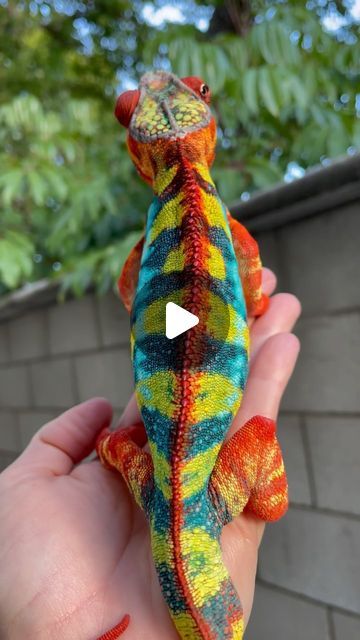 🦎 Panther Chameleons on Instagram: "My dad always does such a good job with the names he comes up with for our guys and gals, but boy did he get it right with Radiant Flame 🔥. There are so many things to love about him, but that fiery red spine! Incredible! This little compilation shows several of his more noteworthy looks, all where that red spine of his is on full display. #KammerflageKreations #PantherChameleon #ambilobepantherchameleon  . . . #Furciferpardalis #explore #prettycolors #Ambilobe #chameleon #petsofinstagram #reptilesofinstagram #uniqueanimals #uniquepets" Chameleon Care, Panther Chameleon, Colorful Lizards, Chameleon Lizard, Reptile Care, Chameleon Color, Chameleons, Fiery Red, Lizards