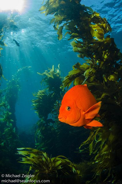 Garibaldi Fish, San Diego Zoo Safari Park, Salt Water Fish, Orange Fish, Underwater Sea, Marine Aquarium, Marine Fish, Underwater Life, Catalina Island