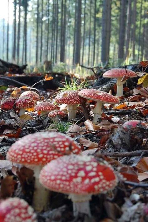 Mushrooms along the forest floor Mushrooms Growing, Red Mushrooms, Garden Houses, Inspiration Tattoos, Fairy Forest, Forest Floor, Stardew Valley, Into The Woods, Enchanted Forest