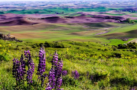 Palouse Washington, Washington Road Trip, The Palouse, Texaco Vintage, Eastern Washington, Eastern Oregon, Scenic Road Trip, Scenic Roads, Scenic Byway