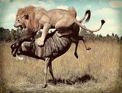 Lion Attacking, Angry Animals, Big Cats Art, Animal Study, Animals Amazing, African Lion, African Wildlife, African Animals, Wildlife Animals