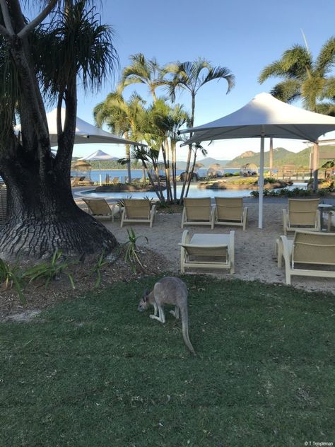 With the rebuilding of Daydream taking more than 12 months and multiple millions of dollars, the new Daydream Island Resort is looking fantastic. Daydream Island, The Whitsundays, Swim Up Bar, Shark Swimming, Millions Of Dollars, Reef Aquarium, Modern Beach House, Island Resort, Ocean View