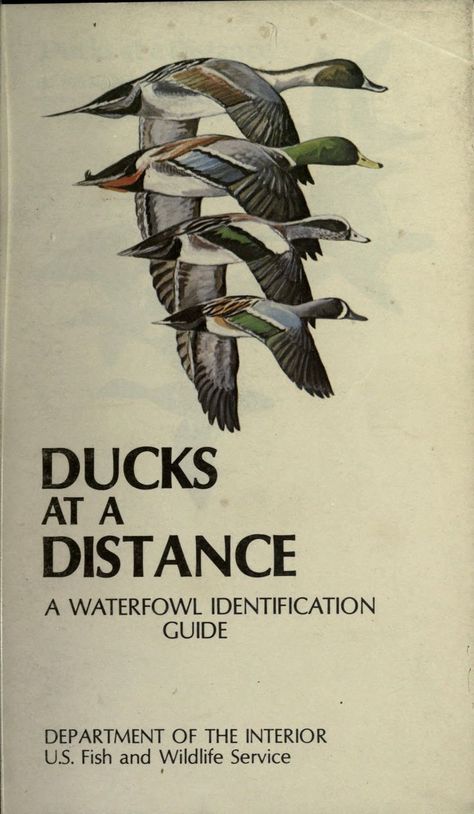 Ducks at a distance : a waterfowl identification guide : Hines, Bob : Free Download, Borrow, and Streaming : Internet Archive Duck Identification, Deer Hunting Stands, Waterfowl Art, Hunting Stands, Hunting Packs, Animal Taxidermy, Goose Hunting, Hunting Art, Waterfowl Hunting