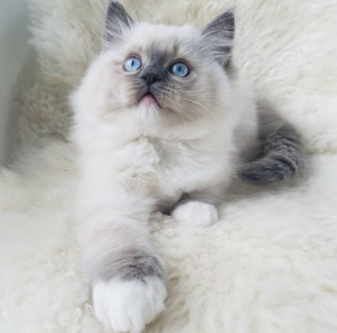 Blue point mitted ragdoll// Flower Baby Ragdolls Rag Doll Kittens Blue Eyes, Blue Point Himalayan Cat, Ragdoll Cat Blue Point, Blue Point Ragdoll Kitten, Blue Point Ragdoll Cat, Blue Point Siamese Kitten, Blue Mitted Ragdoll, Blue Point Cat, Siamese Cats Blue Point