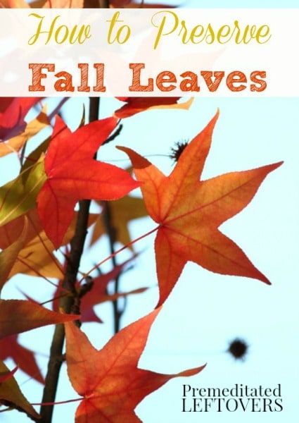 How to Preserve Fall Leaves with Glycerin - A tutorial for preserving fall leaves color. After you preserve fall leaves you can use them for crafts. Preserving Fall Leaves, Preserve Fall Leaves, Autumn Leaf Color, Autumn Activities For Kids, Leaf Crafts, Fall Craft, Autumn Crafts, Fall Halloween Decor, Happy Fall Y'all