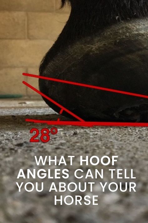 horse hoof angles and what they can mean Horse Hoof Anatomy, Equine Bodywork, Draft Mule, Horse Bones, Horse Nutrition, Horse Barn Ideas Stables, Horse Hoof, Horse Care Tips, Horse Facts