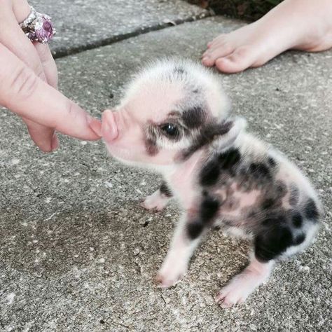 Cute Piglets, Baby Farm Animals, Cute Piggies, Pet Pigs, Baby Animals Pictures, Baby Pigs, Super Cute Animals