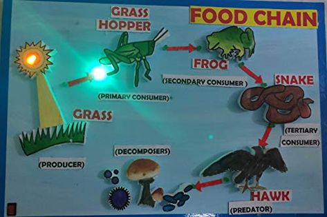 Food Chain Model Project, Food Chain Project, Food Webs Projects, School Science Projects, Biology Projects, Craft Work For Kids, School Material, Model School, School Materials