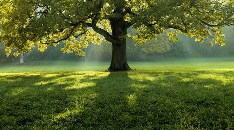 Free Photo | Beautiful tree in the middle of a field covered with grass with the tree line in the background Black Texture Background, Light Purple Flowers, Green Scenery, 3d Landscape, Tulip Fields, Grass Field, Magnolia Trees, Yellow Tulips, Tree Line