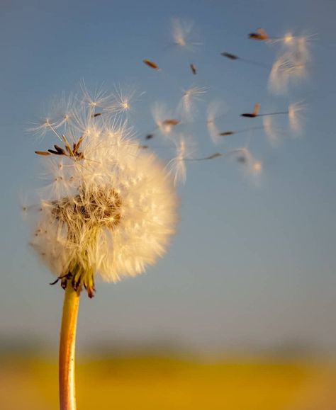 Dandelion Seeds Blowing, Dendalions Flower, Dandelion Aesthetic, Dandelion Photography, Blowing Dandelion, Dandelion Wallpaper, Dandelion Wishes, Wild Flower Meadow, Dandelion Seeds