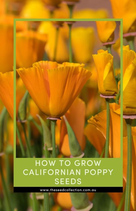 californian poppy garden Californian Poppy, Seed Collection, Poppy Seeds, Garden Gates, How To Grow, To Grow, Soil, Poppies, Seeds