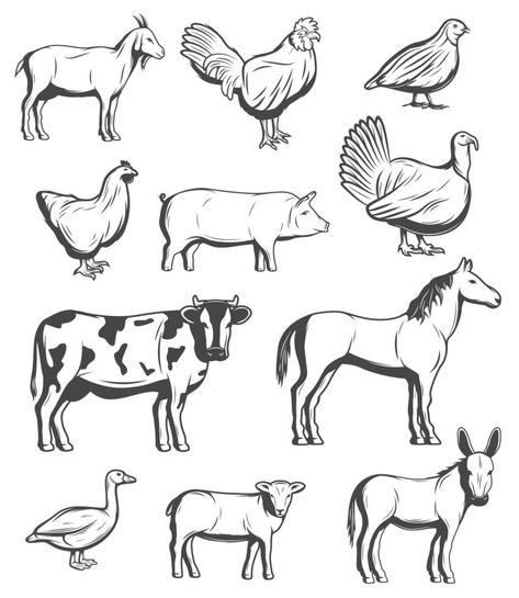 Cow Sketch, Birds Vector, Cattle Farm, Cow Horse, Dairy Cattle, Animals And Birds, Hen Chicken, Vintage Business, Cattle Farming