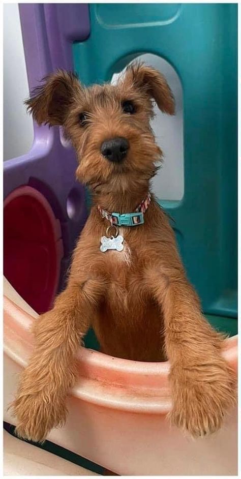 Terrier Puppies Mixed, Irish Terrier Puppies, Mini Scottish Terrier, Airedale Terrier Aesthetic, Bully Sticks For Dogs, Irish Red Setter Aesthetic, Tenterfield Terrier Puppy, Airedale Dogs, Bully Sticks