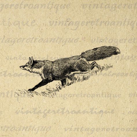 Fox Graphic, Art Fox, Vintage Fox, Printable Animals, Fox Illustration, Fox Tattoo, Antique Illustration, Illustration Vintage, Vector Artwork