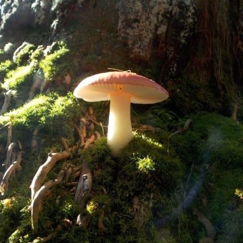 Forest Fairy Aesthetic, Fairy Core Aesthetic, Faerie Aesthetic, Fae Aesthetic, Mushroom Core, Goblincore Aesthetic, Forest Core, Fairycore Aesthetic, Fairy Aesthetic