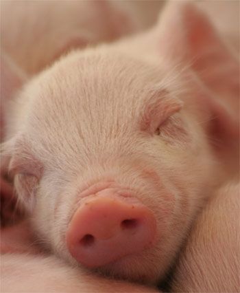 via markrogers Micro Pigs, Teacup Pigs, Small Pigs, Cute Piglets, Animals Farm, Mini Pigs, Cute Piggies, Pet Pigs