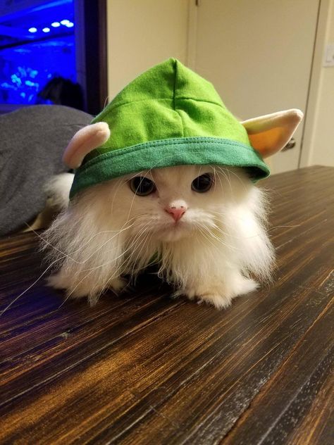 Little kitty elf Cute Cat Costumes, Elf Cat, Cuddly Animals, Love Your Pet, Cat Hat, Fluffy Animals, Cat Costumes, Animal Planet, Pretty Cats