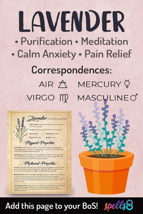 Spiritual Properties of Lavender and its uses in Witchcraft. Learn the Elemental Correspondences of Herbs such as Lavender and its Astrological and Magical correspondences. The spiritual meaning of this plant is purification and calm. Watch this video lesson! Lavender Properties, Herb Meanings, Wicca Herbs, Magickal Herbs, Witch Herbs, Green Witchcraft, Plant Magic, Magic Herbs, Magical Herbs