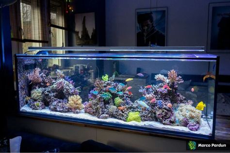 #marinetank #reeftank #saltwatertank #marineaquarium #dreamaquarium #dreamtank #reefaquarium #saltwateraquarium #aquarium #livealgae Salt Water Tank Ideas, Salt Water Aquarium Ideas, Salt Water Tank, Salt Water Aquarium, Reef Tank Aquascaping, Saltwater Aquariums, Saltwater Aquarium Fish, Fish Tank Stand, Fish Tank Terrarium