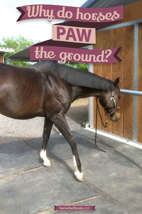 Nice Horse Stables, Horse Pawing The Ground, Horse Medicine, Equestrian Tips, Horse Tricks, Equine Stables, Horse Massage, Equine Veterinary, Horse Farm Ideas