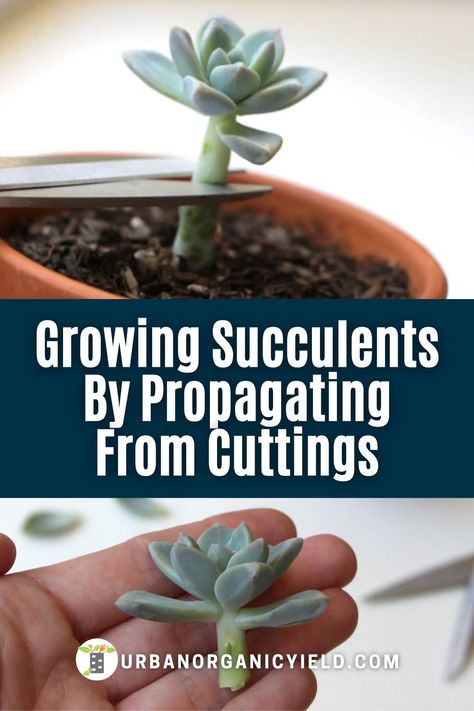 There are various tips and ways to propagate your succulents, including by leaf cuttings, stem cuttings, offsets or seeds. Learn more as we discuss how long it takes to propagate succulents and the benefits of each different methods of succulent plant propagation. #HowToPropagateSucculents #Succulents #Plants #Gardening #UrbanOrganicYield How To Plant Succulent Cuttings, Propagate Succulents From Cuttings, How To Propagate Succulents From Leaves, Propagating Succulents From Cuttings, Succulent Leaf Propagation, Repotting Succulents How To, How To Repot Succulents, Succulent Propagation How To, Transplanting Succulents