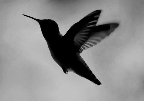 Hummingbird Drawings, Black Hummingbird, Hummingbird Silhouette, Drawing Silhouette, Hummingbird Drawing, Wall Colours, Silhouette Canvas, Hummingbird Tattoo, Bird Tattoo