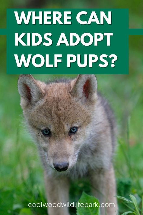 Adopting a wolf pup might sound like a dream come true to many kids. Just one look at these majestic and incredible animals is enough to make any kid want one as their best friend. Wolf Pups, Wolf Pup, A Dream Come True, A Wolf, Dream Come True, Sounds Like, Wolves, A Dream, Adoption