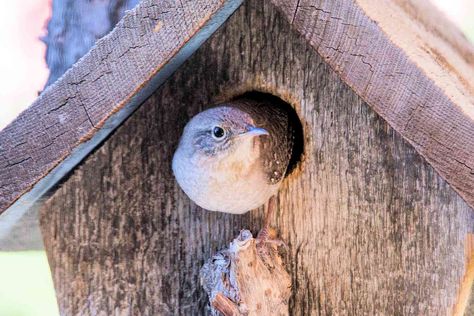 Wren Bird House, Diy Wren House, Wren House Plans, Chickadee Bird House Plans, Bird House Hole Size Chart, Wren House Plans How To Build, Wren House, Bird Houses Ideas Diy, Bird House Plans