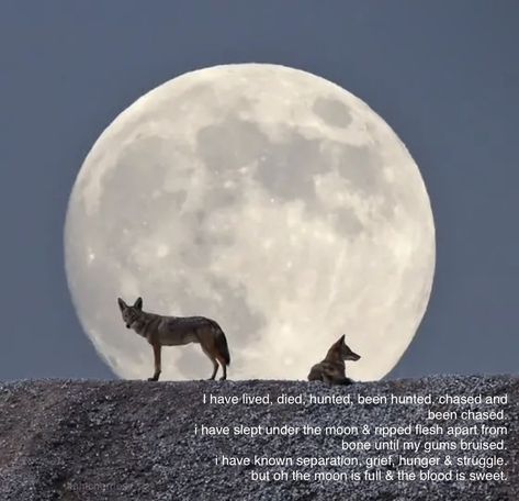 Canine Poetry Aesthetic, Coyote Facts, Coyote Aesthetic, Dog Symbolism, Canine Poetry, Dog Poetry, Dog Poems, Black Coyote, Dog Motif