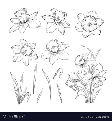 Daffodil Flower Tattoos, Narcissus Flower Tattoos, March Birth Flowers, Daffodil Tattoo, Drawing Black And White, Narcissus Flower, Flower Line Drawings, Birth Flower Tattoos, Daffodil Flower