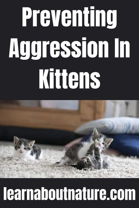 Preventing Aggression In Kittens Kitten Biting, Nature Website, Biting People, Cat Parents, Land Animals, Domestic Animals, Cat Parenting, About Nature, Cat Care