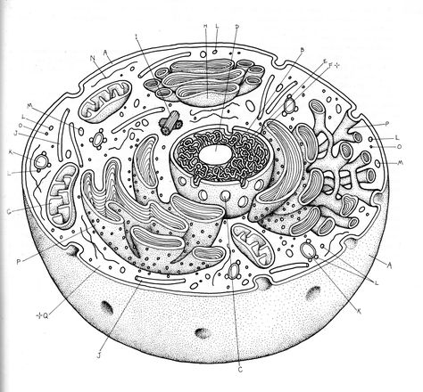 Human Cell Diagram, Animal Cell Drawing, Animal Cell Structure, Biology Drawing, Cell Diagram, Plants Worksheets, Cell Parts, Cells Worksheet, Plant And Animal Cells