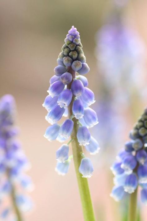 Don't expect grape hyacinth flowers in fall | Home & Garden | stltoday.com Grape Hyacinth Aesthetic, Muscari Flower, Flower Sketchbook, Hyacinths Garden, Linocut Inspiration, Grape Hyacinth, Hyacinth Flowers, Dreamy Places, Missouri Botanical Garden