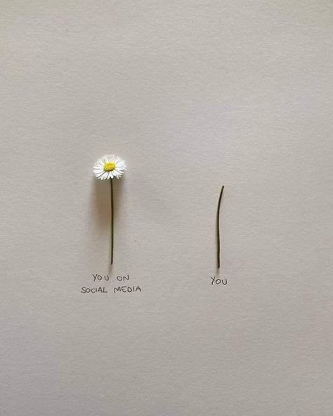 Daisy Flower Quotes, Daisy Aesthetic, Aesthetic Flower, Flower Quotes, Photo Quotes, Blackpink Fashion, Daisy Flower, Bobby Pins, Daisy