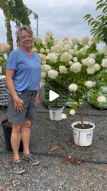 Corner Store Garden Center on Instagram: "It’s panicle hydrangea time! @cornerstoregardencenter" Front Yard Hydrangea, Endless Summer Summer Crush Hydrangea, Endless Summer Bloomstruck Hydrangea, Turning Hydrangeas Blue, Hydrangea Grandiflora, Hydrangea Endless Summer, Panicle Hydrangea, Corner Store, Gardening Flowers