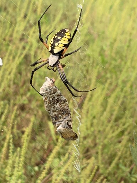 Anansi Tattoo, Spider Eating, Giant Moth, Sustained Investigation, Spider Drawing, Garden Spider, Animal Reference, Arthropods, Arachnids