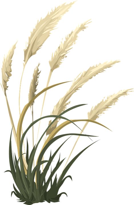 Wheat Grass Nature - Free vector graphic on Pixabay Wheat Vector, Art Pole, Wheat Grass, Public Domain Images, Download Free Images, Downloadable Art, Free Pictures, Free Image, Vector Graphics