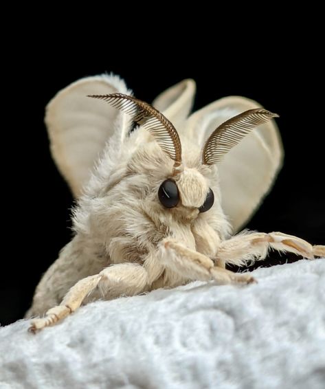 Venezuelan Poodle Moth Wooly Bear Moth, Poodle Moth Aesthetic, Moths Reference Photo, Domestic Silk Moth, Moth Fluffy, Moth Character Design, Southern Flannel Moth, Fuzzy Moth, Cute Moths