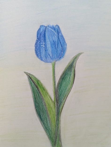 Credits to @ingridm081 for making such a beautiful drawing that i was able draw ✨ Blue Tulips Drawing, Tulip Drawing, Blue Drawings, Tulip Painting, Blue Tulips, Beautiful Drawings, Tulips, Drawings, Blue