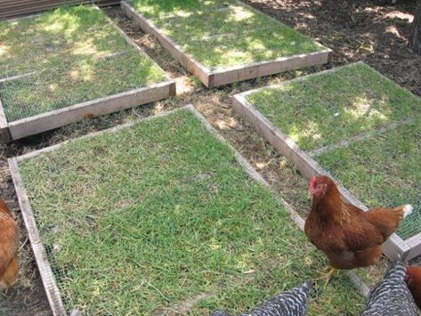 City Chickens, City Chicken, Backyard Chicken Coop Plans, Chicken Coup, Chicken Toys, Raising Backyard Chickens, Chicken Garden, Coop Plans, Keeping Chickens