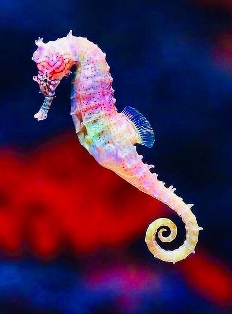 Pin by Yvonne Orwig on Animals in 2022 | Beautiful sea creatures, Ocean creatures, Ocean animals Seahorse Facts, Colorful Seahorse, Creature Marine, Fauna Marina, Underwater Animals, Deep Sea Creatures, Beautiful Sea Creatures, Water Animals, Sea Horse