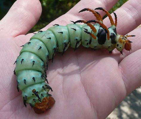 10 remarkable caterpillars and what they become. #butterflies #monarch Regal Moth, Giant Caterpillar, Glasswing Butterfly, Moth Species, Weird Birds, Creepy Animals, Butterfly Plants, Moth Caterpillar, Cool Bugs