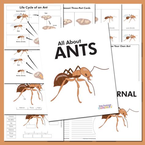 Life Cycle of an Ant Unit Study Ants Life Cycle, Parts Of An Ant, Life Cycle Of An Ant, Ant Unit Study, Ant Lesson, Insect Unit Study, Ant Life Cycle, Insect Unit, Insects Preschool