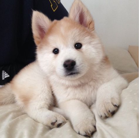 Simba, the chowski (husky/chow mix) - Imgur Aggressive Dog, Sweet Dogs, Mixed Breed, Cute Creatures, Training Your Dog, 귀여운 동물, Animals Friends, I Love Dogs, Animals Beautiful